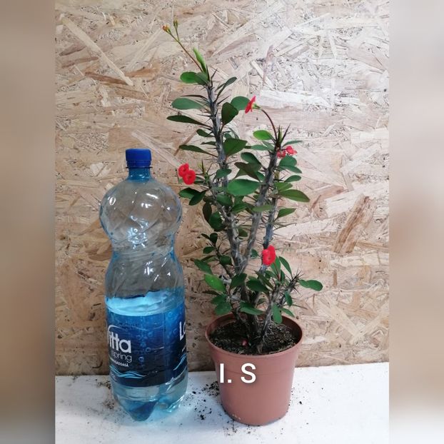 Euphorbia Milii-20 lei - Flori de vinzare-2021