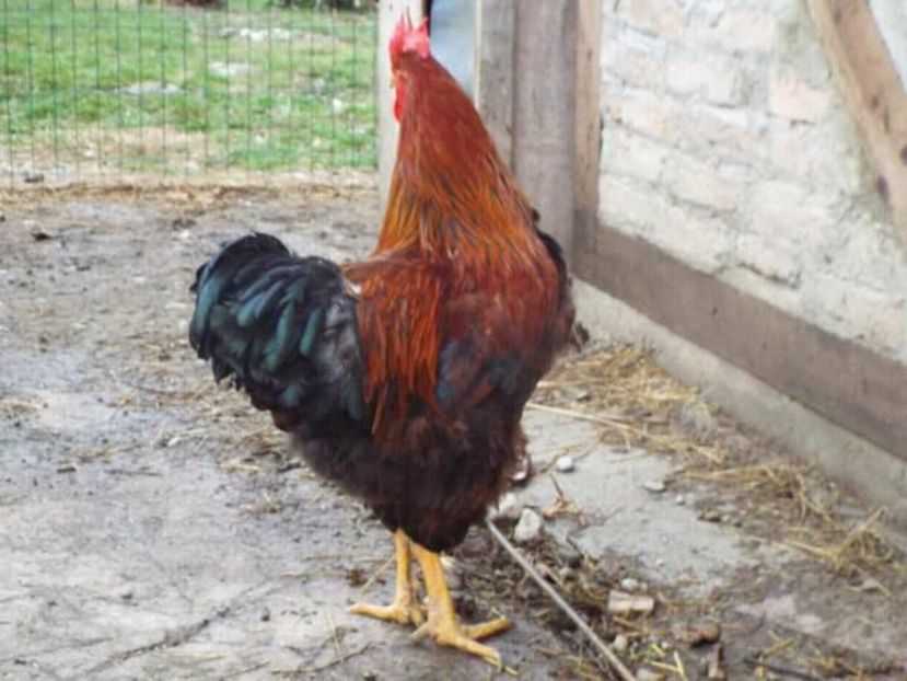  - 2 Plymouth partridge 2012-2022 arhiva