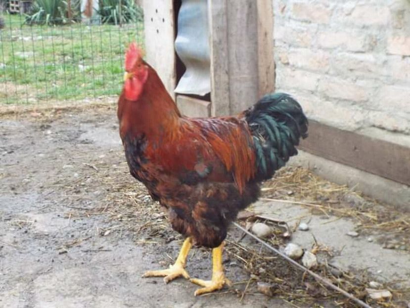  - 2 Plymouth partridge 2012-2022 arhiva