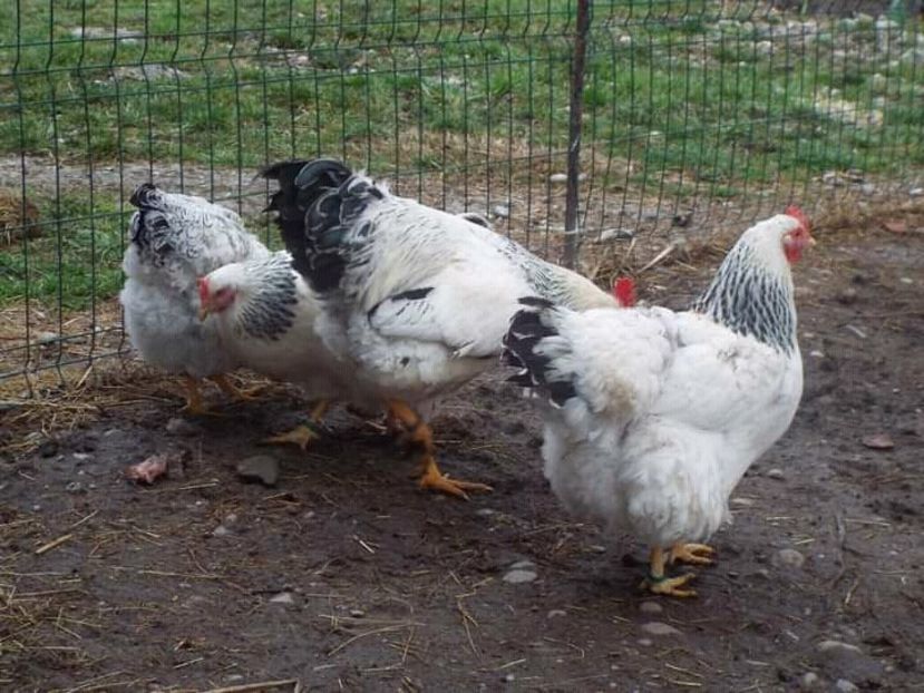  - 7 Plymouth rock Columbian 2018 -2021