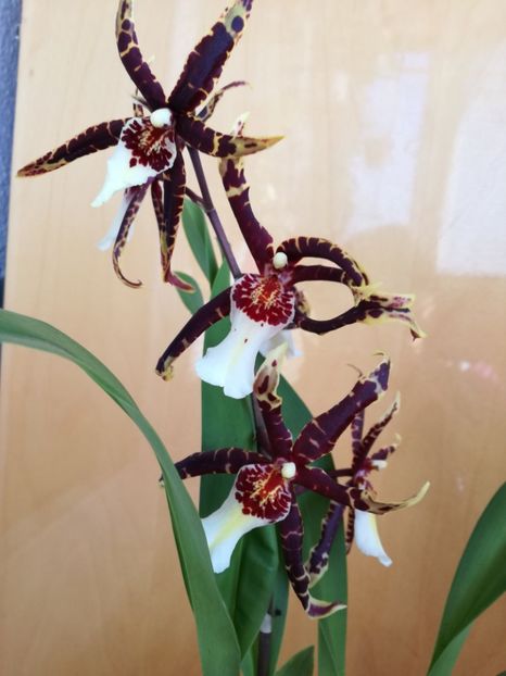  - orhidee