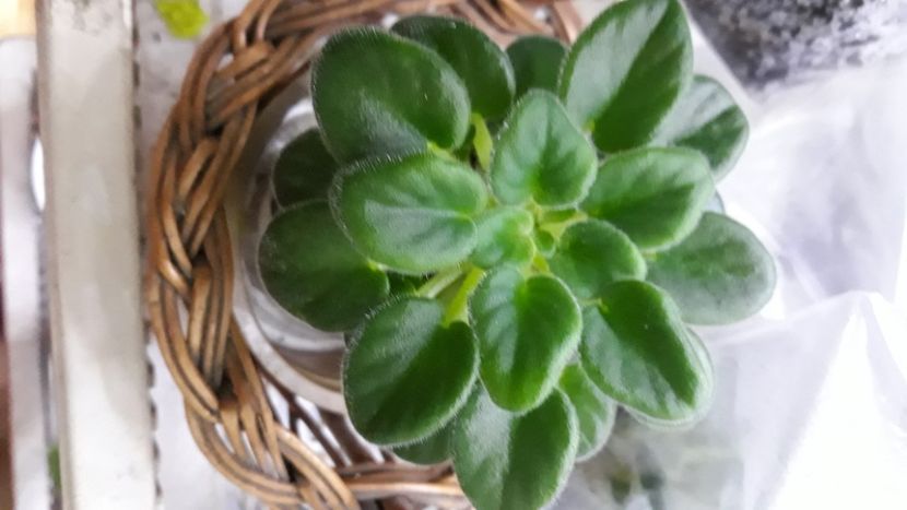  - Alan s White Feather