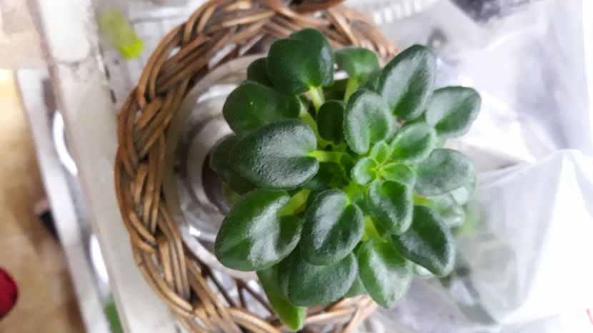  - Mac s Callow Carillion