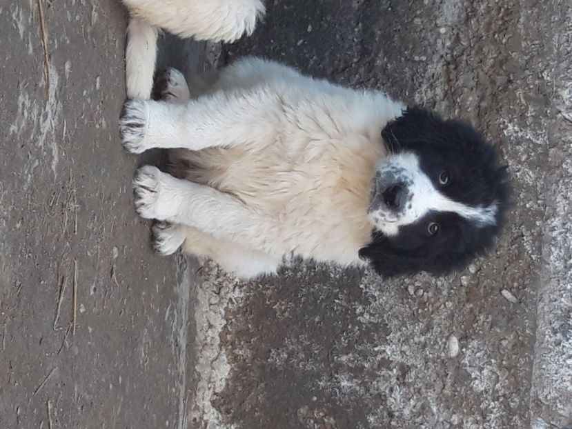  - Ciobanesc Romanesc De Bucovina