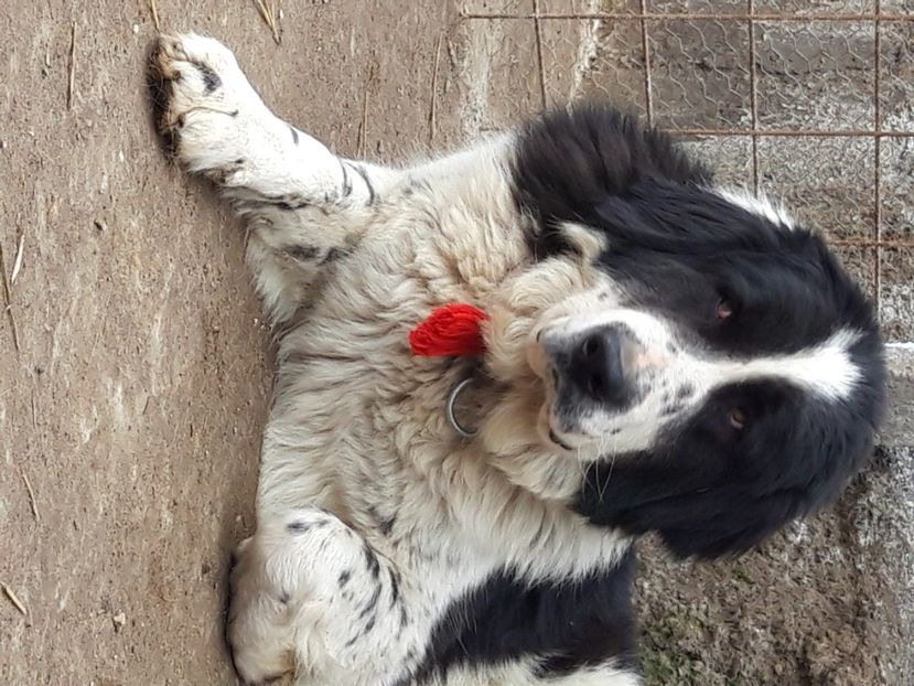  - Ciobanesc Romanesc De Bucovina