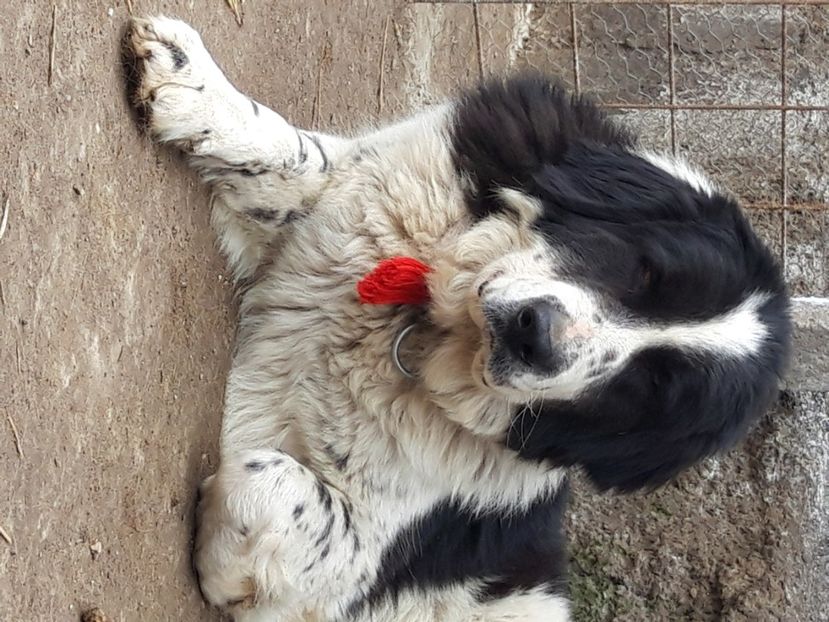  - Ciobanesc Romanesc De Bucovina