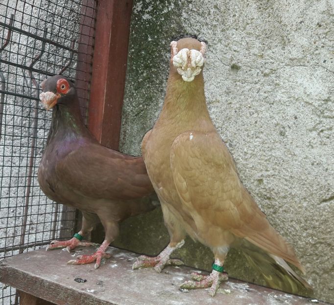 MF 2019 - Carunculați 2021