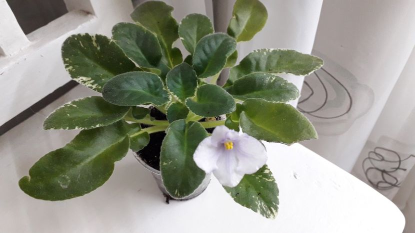  - Senk s Snowyi Egret