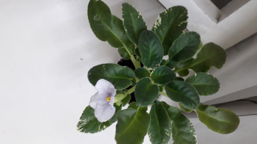  - Senk s Snowyi Egret