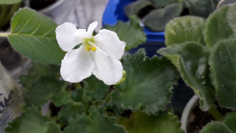  - Vizard s Prankster