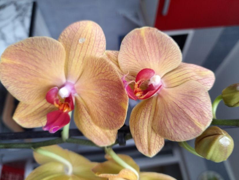  - phalaenopsis