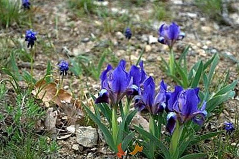 iris pitic albastru-1leu - Irisi disponibili