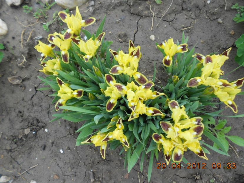 iris pitic galben-maron-1leu - Irisi disponibili