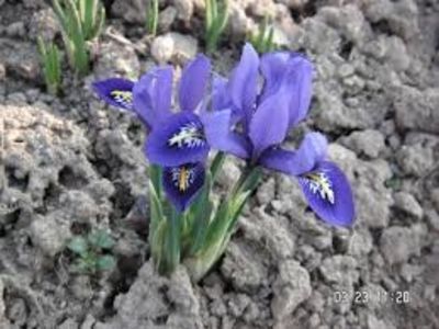 iris pitic bleo-1leu - Irisi disponibili