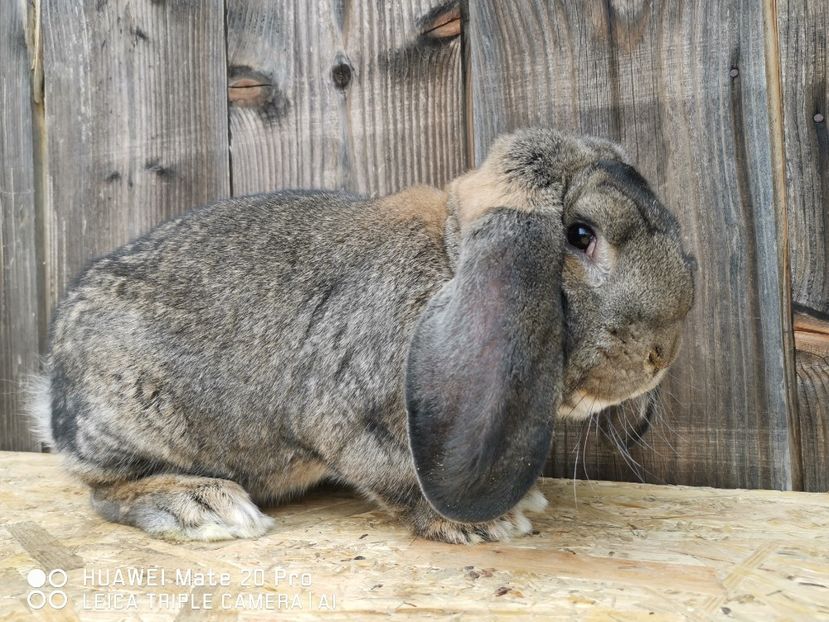 03.04.2021 - MASCUL_3_AGOUTI