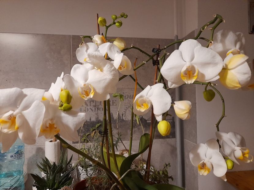  - phalaenopsis