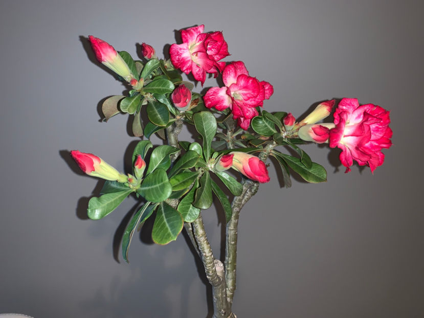  - Plante de interior 2021