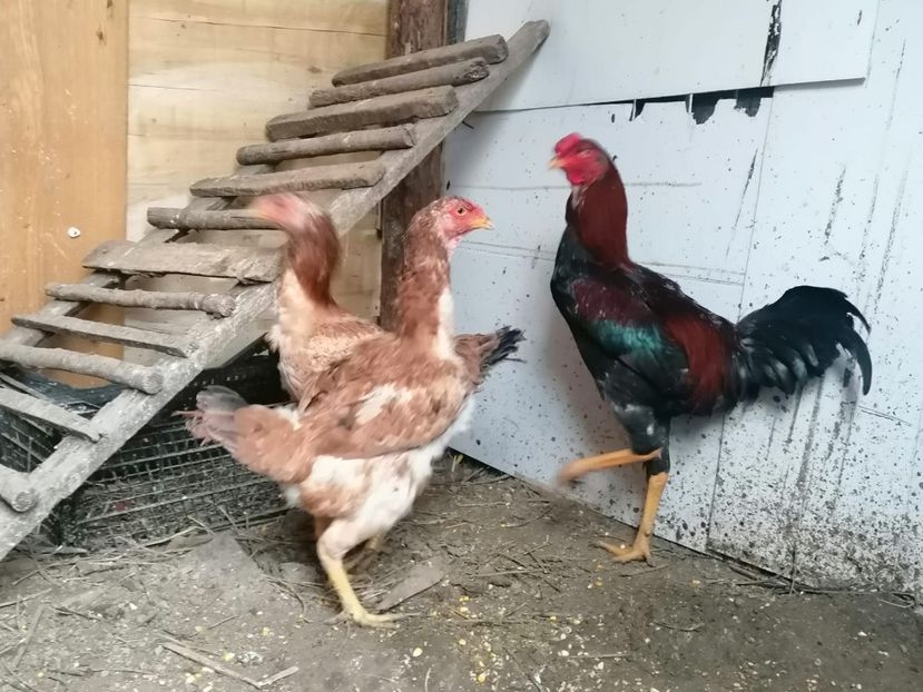 IMG-20210403-WA0009 - De vinzare