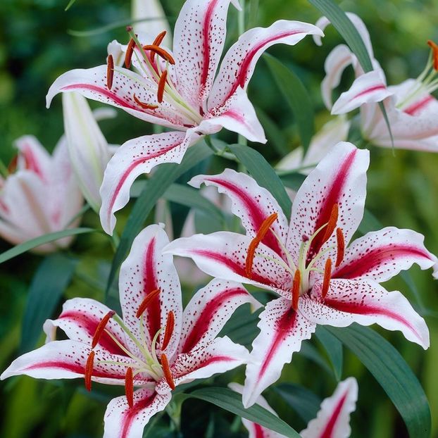 Crini "Dizzy" - Achizitii 2021