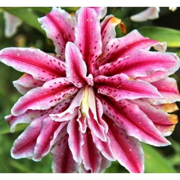 Crini "Magic star" - Achizitii 2021