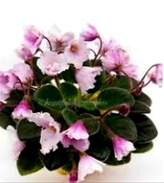 Alans White Feather sport - AA Poze net