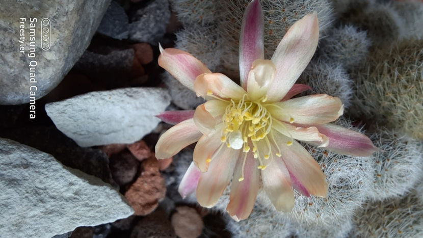  - Rebutia heliosa cv sunrise