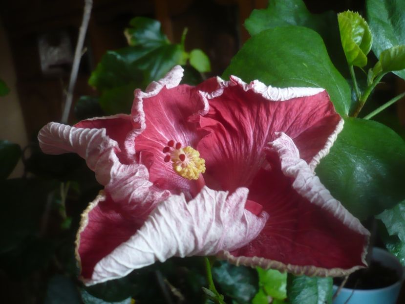 P1470529 - HIBISCUSI 2021-1