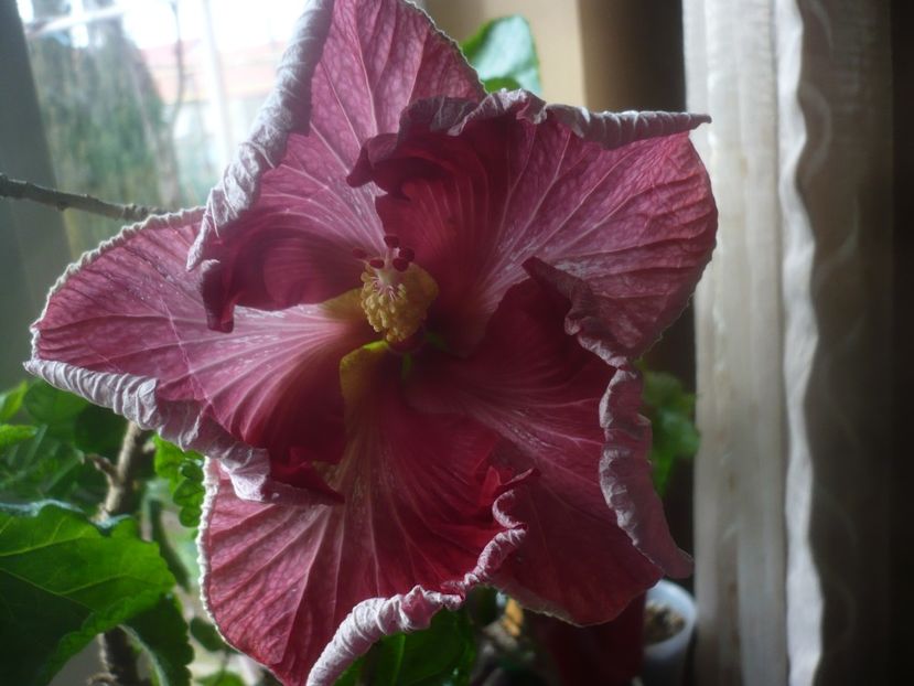 P1470534 - HIBISCUSI 2021-1