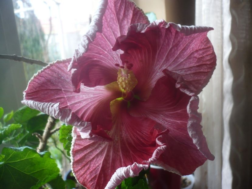 P1470535 - HIBISCUSI 2021-1