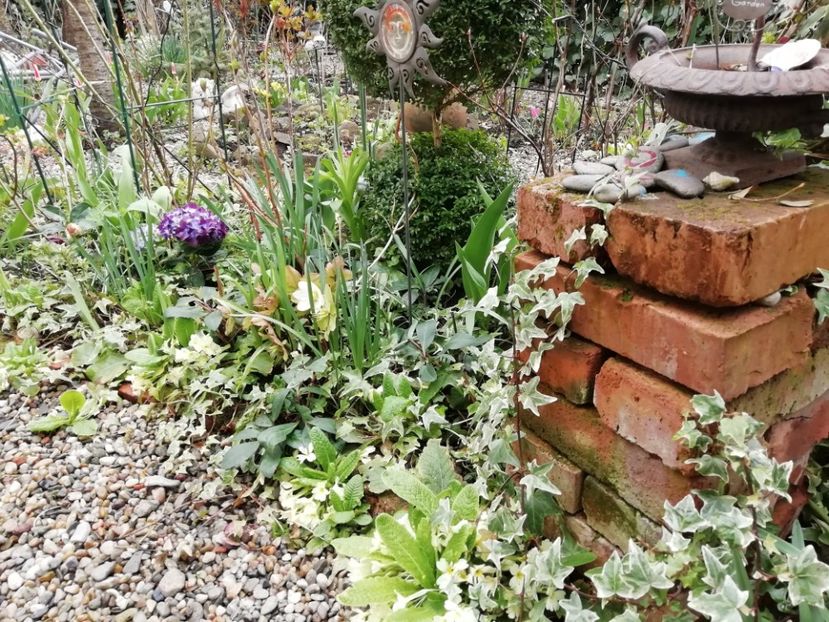  - Grădina 2021 continuare 1