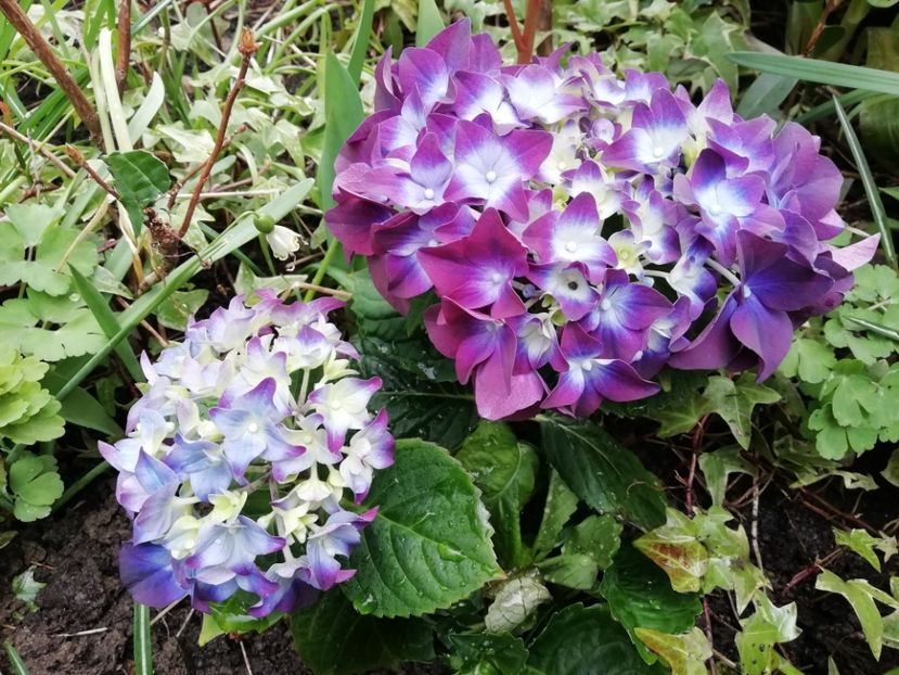  - Grădina 2021 continuare 1