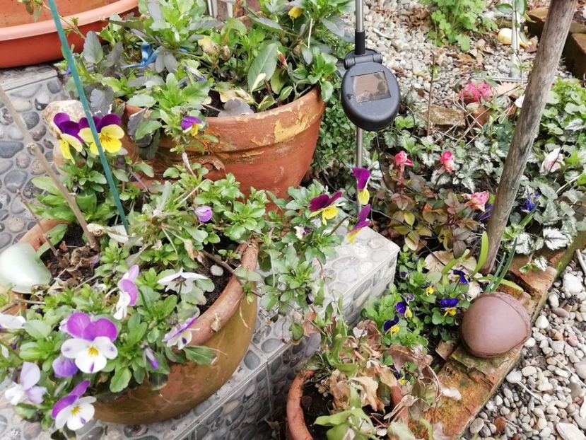  - Grădina 2021 continuare 1