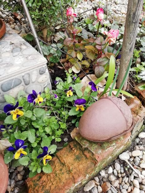  - Grădina 2021 continuare 1