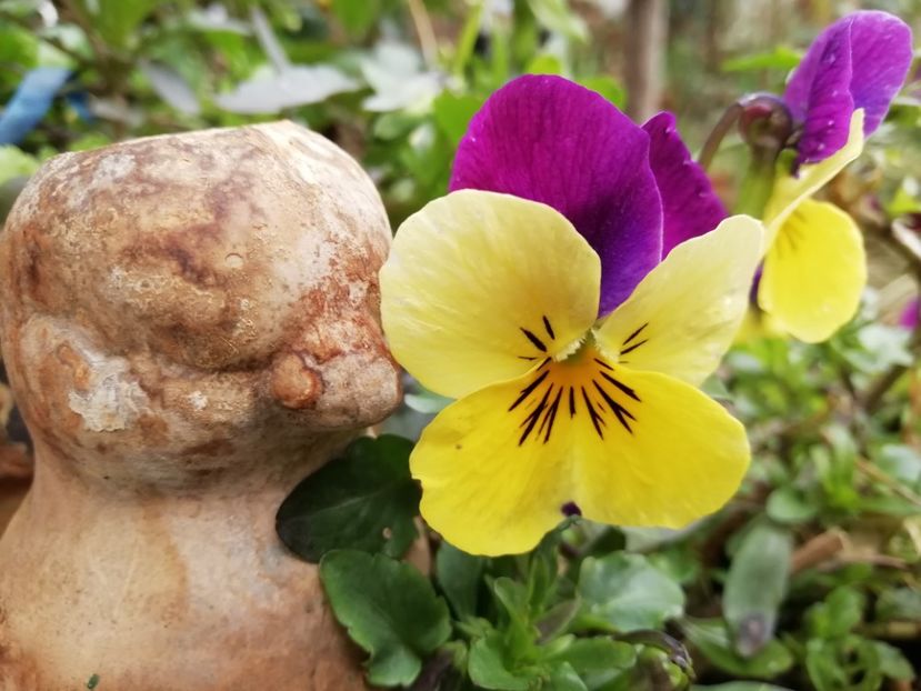  - Grădina 2021 continuare 1