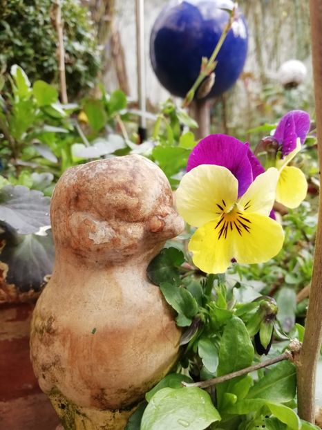  - Grădina 2021 continuare 1