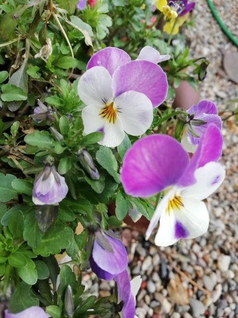  - Grădina 2021 continuare 1