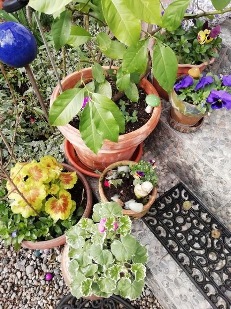  - Grădina 2021 continuare 1