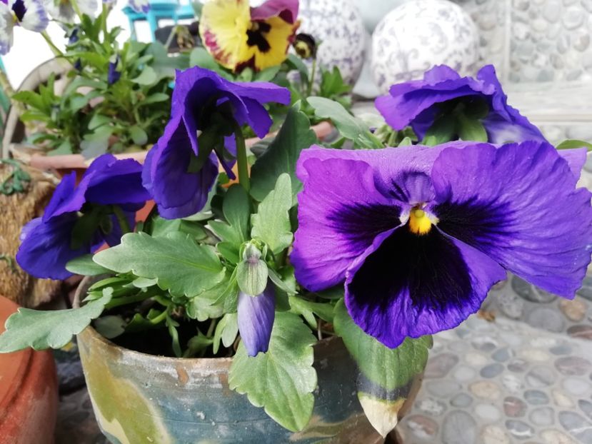  - Grădina 2021 continuare 1