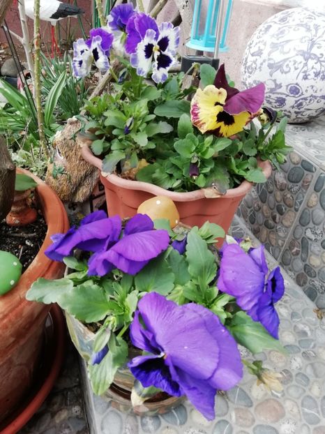  - Grădina 2021 continuare 1