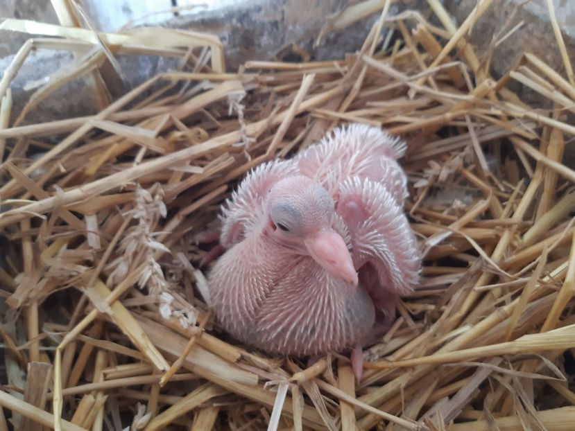  - 06 PUI TEXANI 2021