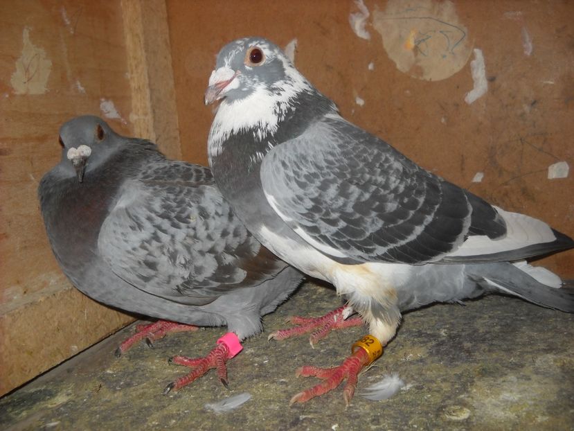  - UNDEVA IN SUCEAVA arhiva