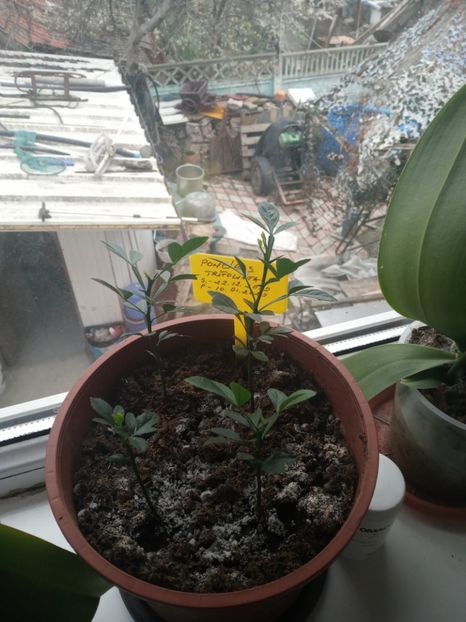  - Poncirus trifoliata