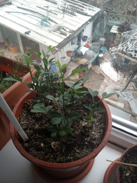  - Poncirus trifoliata