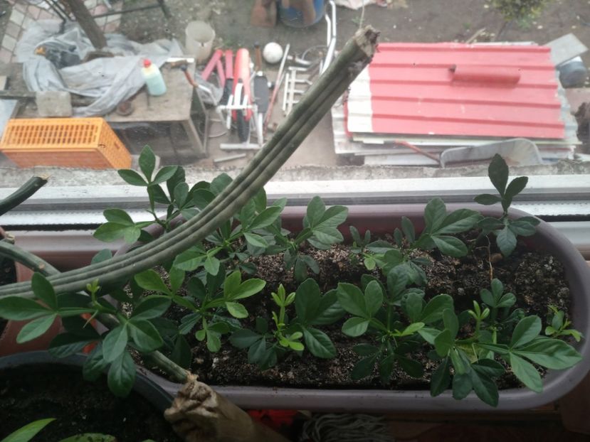  - Poncirus trifoliata