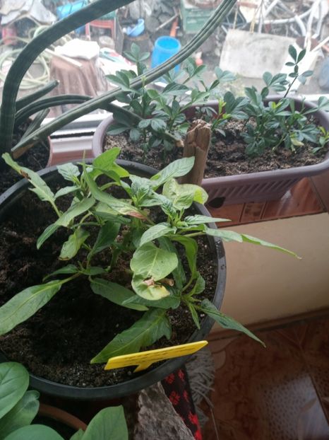  - Solanum muricatum - Pepino