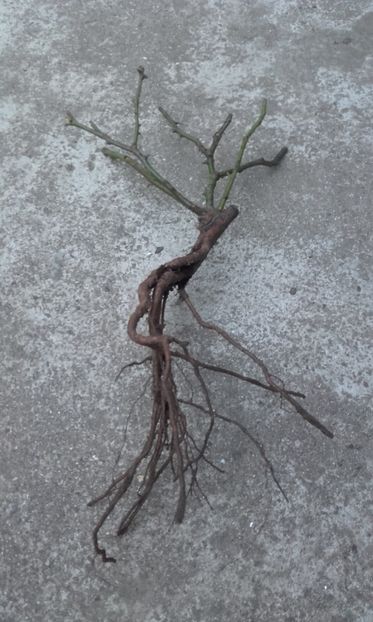  - Cream Babylon Eyes