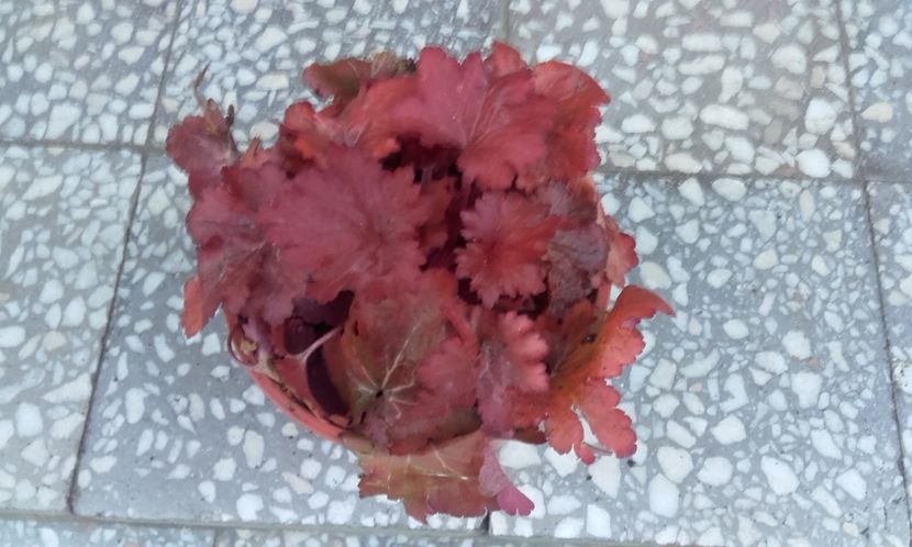 Forever Red - Heuchera