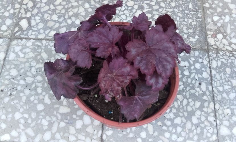 Wild Rose - Heuchera