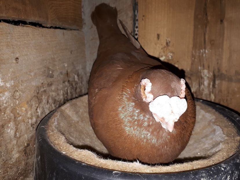 F - K _ carunculați 2021