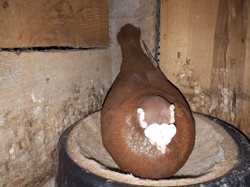  - K _ carunculați 2021